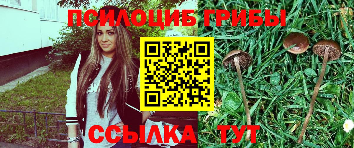 Псилоцибиновые грибы Psilocybine cubensis  Псилоцибиновые грибы мицелий  Вход с VPN  Курчалой 
